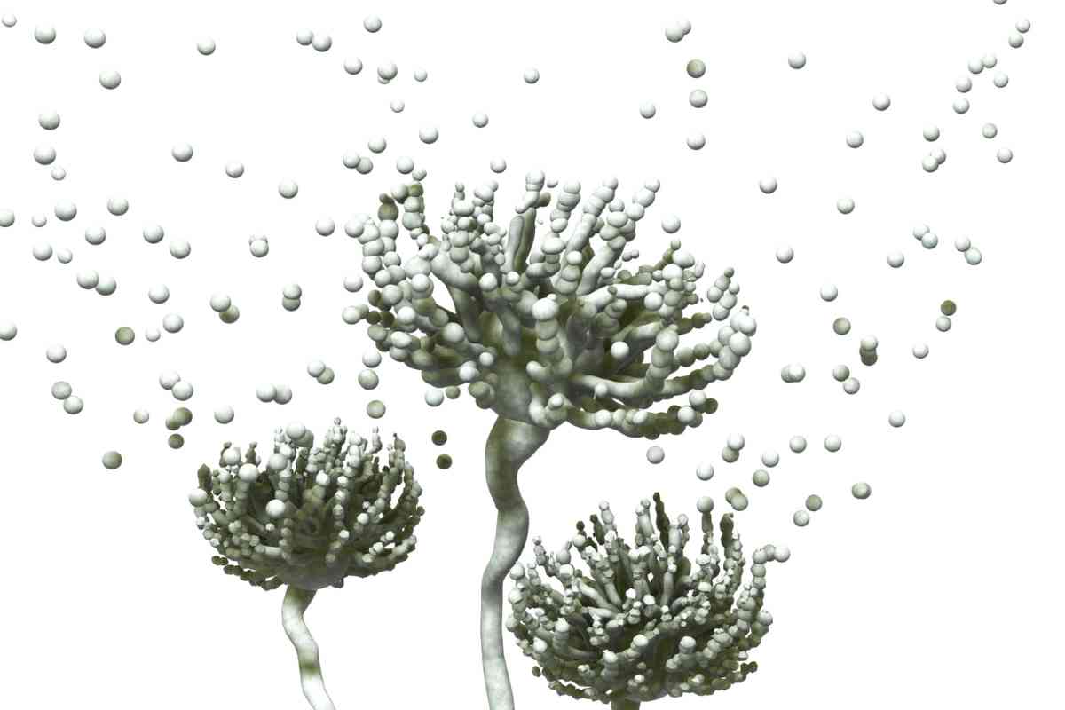 aflatossine immagine grafica