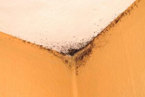 Muffa su pareti e soffitto di casa