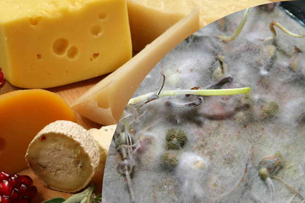 formaggi e aflatossine